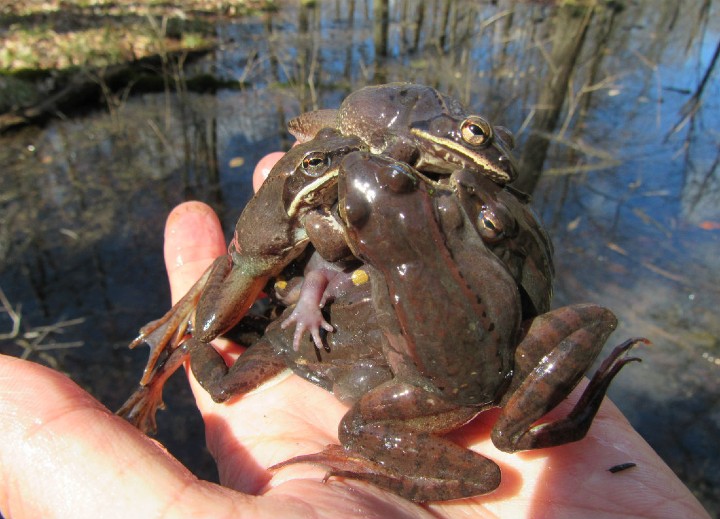 Wood Frogs